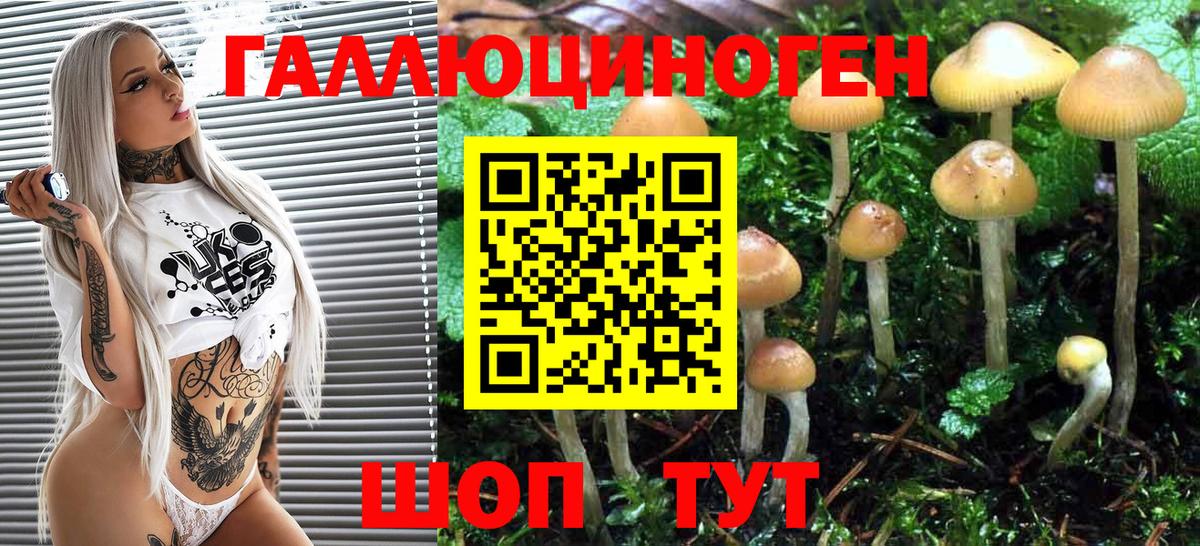 Псилоцибиновые грибы Psilocybe Саранск
